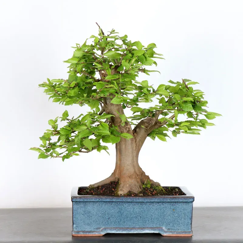 Bonsai Charmes CH-3-3