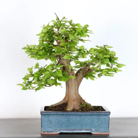 Bonsai Charmes CH-3-3