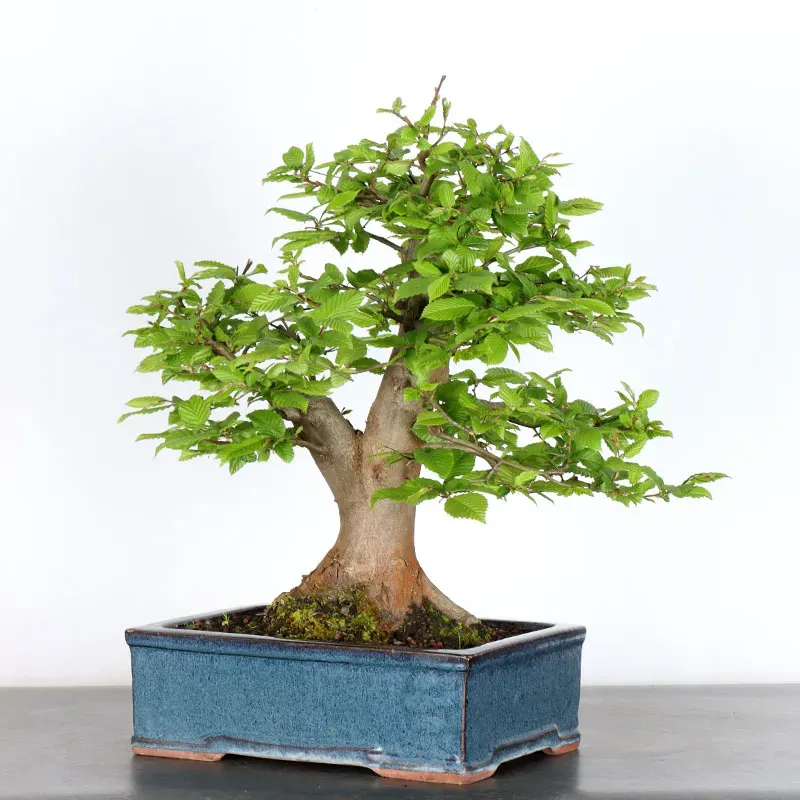 image supplémentaire - CHARME "Carpinus" 3-3