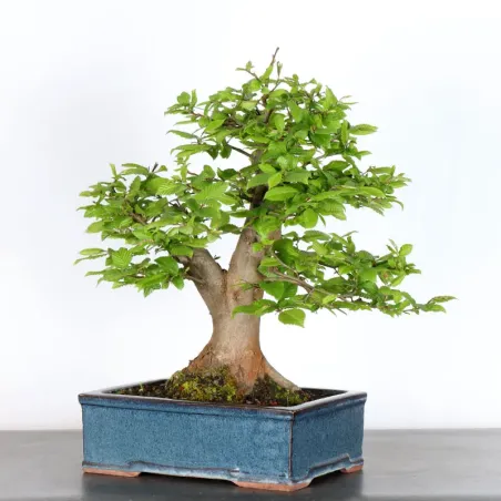 image supplémentaire - Hornbeam "Carpinus" 3-3