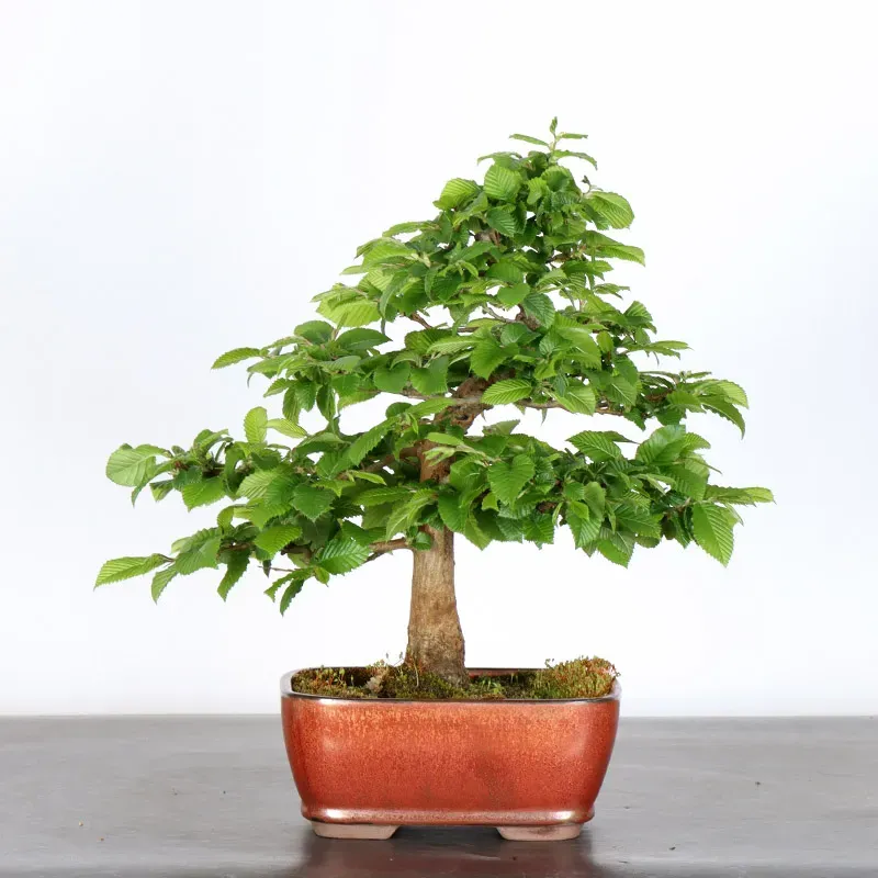 Bonsai Charmes CH-1-3
