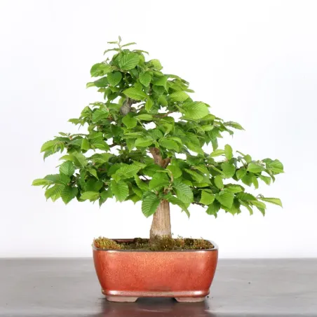 image supplémentaire - HORNBEAM "CARPINUS" 1-3