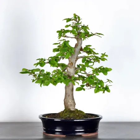 image supplémentaire - Hornbeam "Carpinus" 3-13