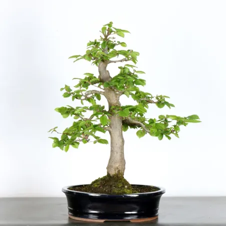 Hornbeam "Carpinus" 3-13