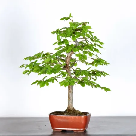 image supplémentaire - HORNBEAM "CARPINUS" 3-16