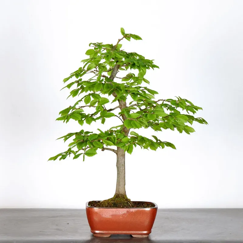 CHARME "Carpinus" 3-16