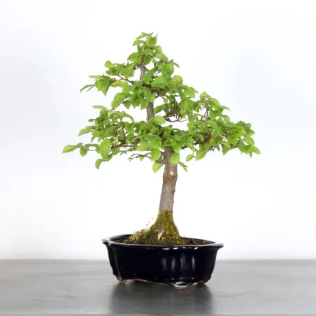 image supplémentaire - Hornbeam "Carpinus" 2-18