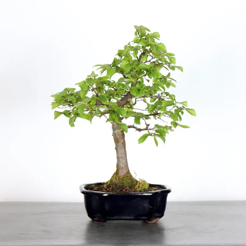 CHARME "Carpinus" 2-18