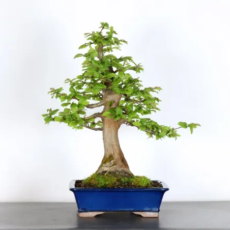 CHARME "Carpinus" 3-5