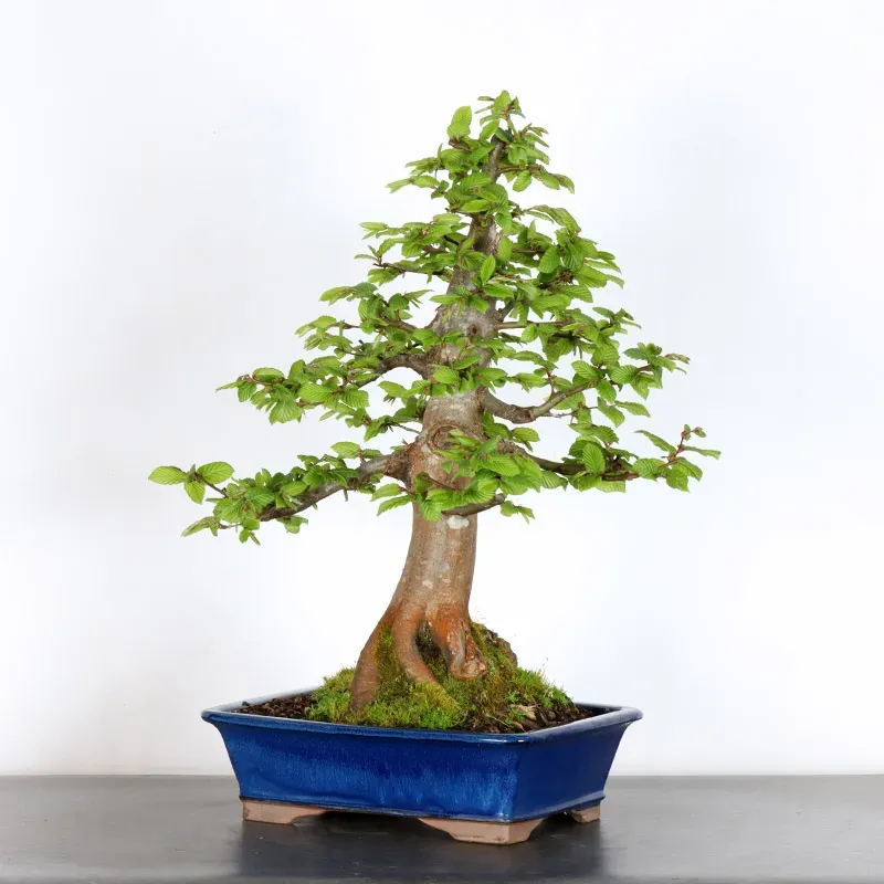 image supplémentaire - CHARME "Carpinus" 3-5