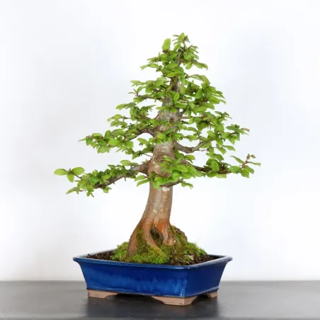 image supplémentaire - Hornbeam "Carpinus" 3-5