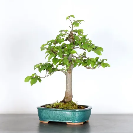 image supplémentaire - CHARME "Carpinus" 3-2