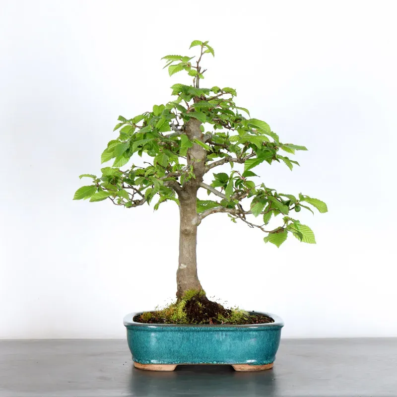 Bonsai Charmes CH-3-2