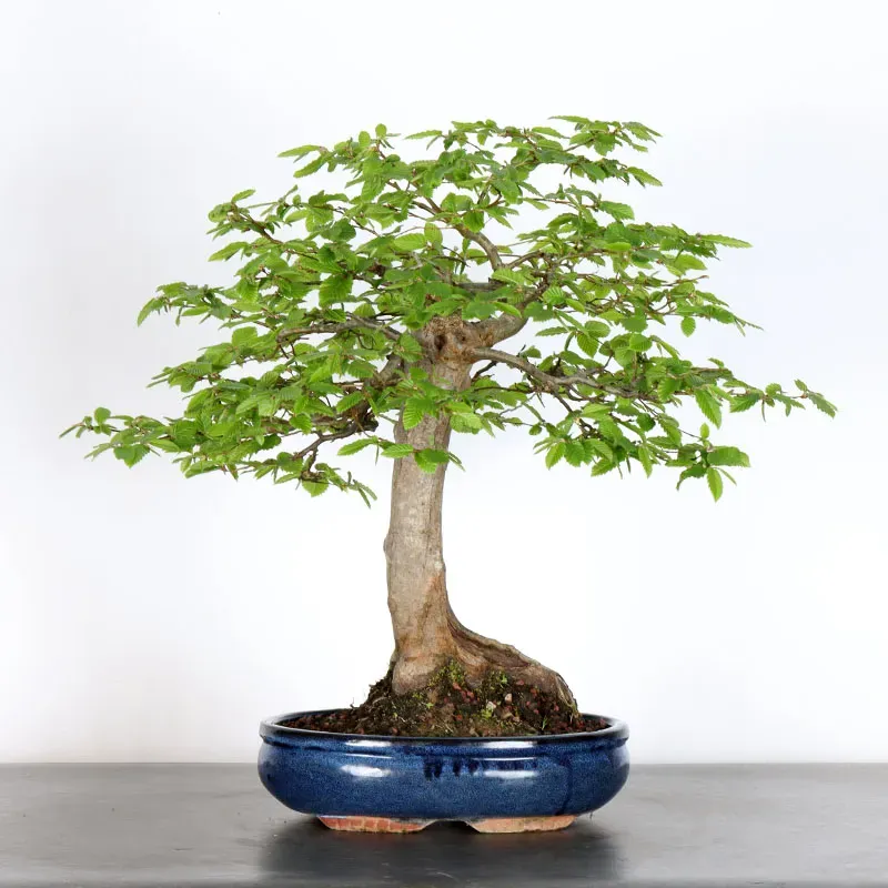 Bonsai Charmes CH-5-1