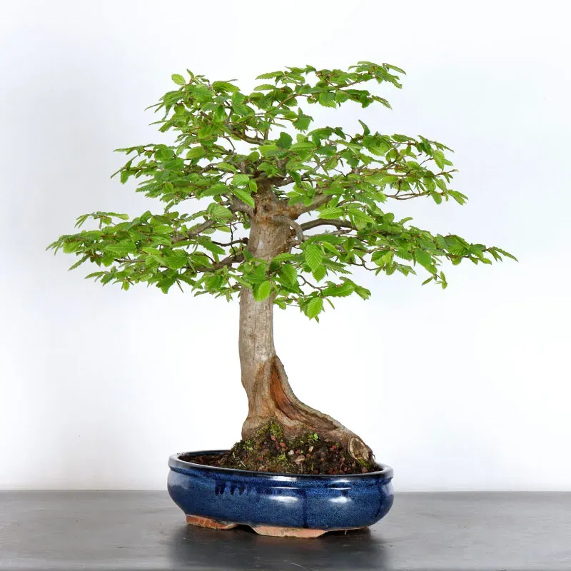 image supplémentaire - CHARME "Carpinus" 5-1