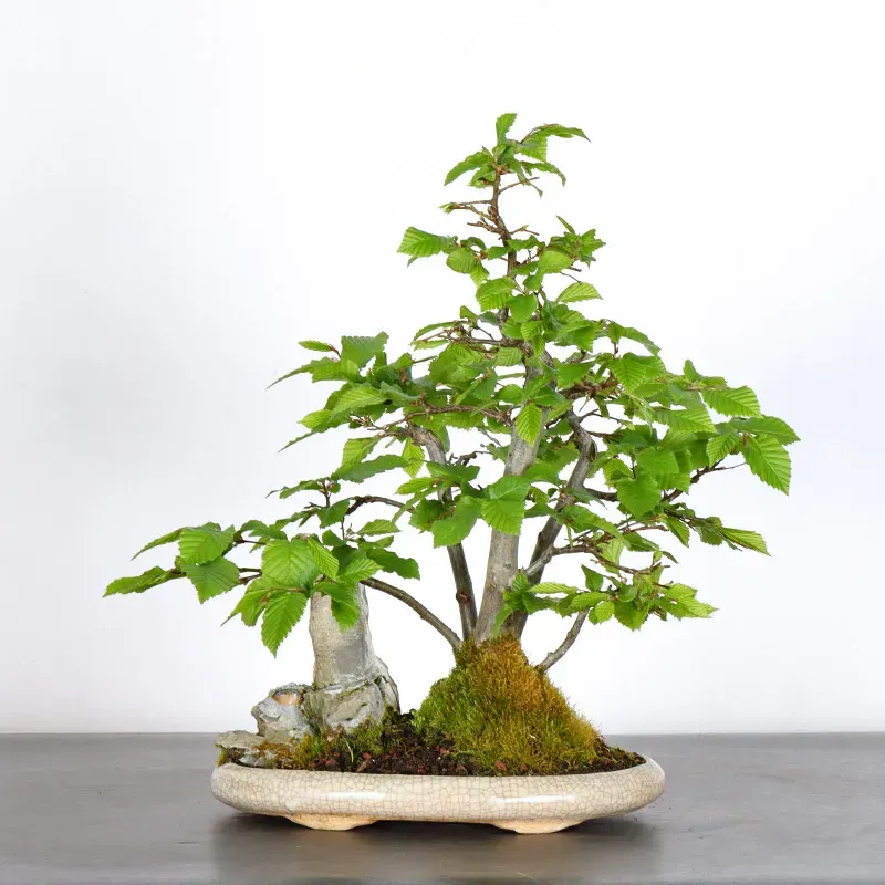 Bonsai Charmes CH 3-1