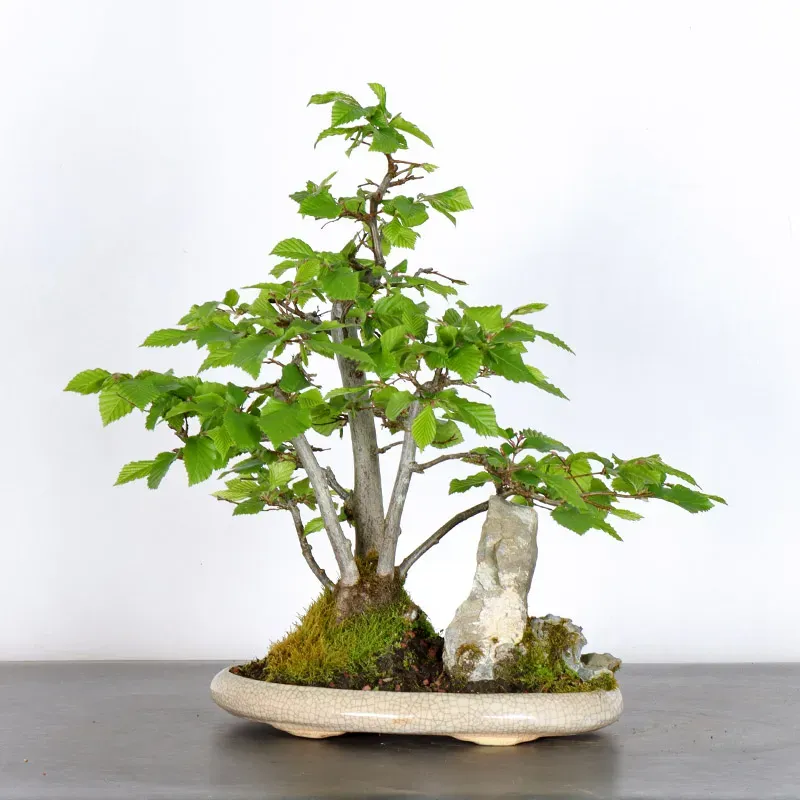 image supplémentaire - CHARME "Carpinus" 3-1