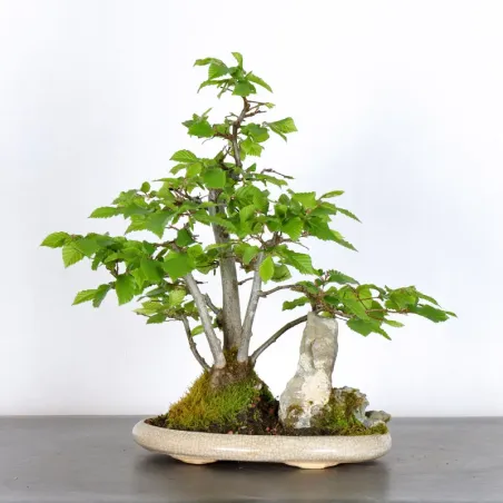 image supplémentaire - HORNBEAM "CARPINUS" 3-1