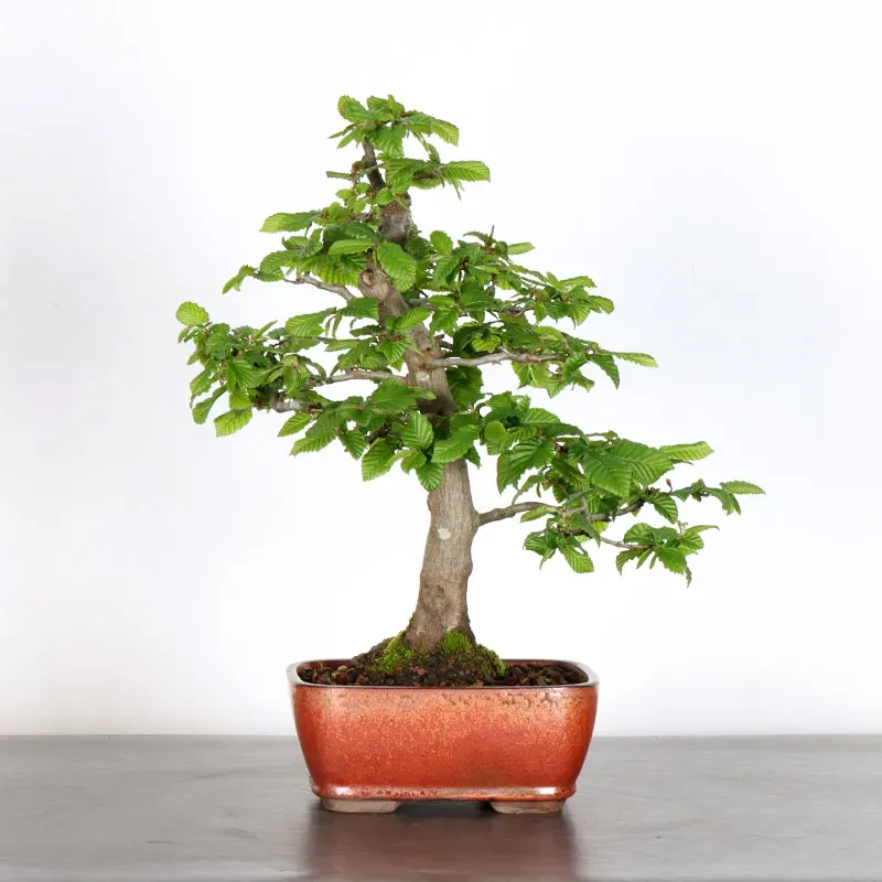 CHARME "Carpinus" 2-25