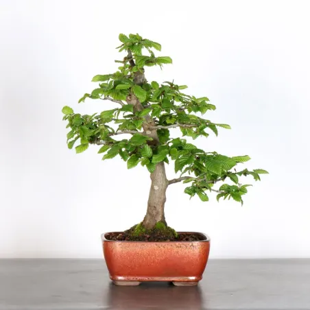 CHARME "Carpinus" 2-25