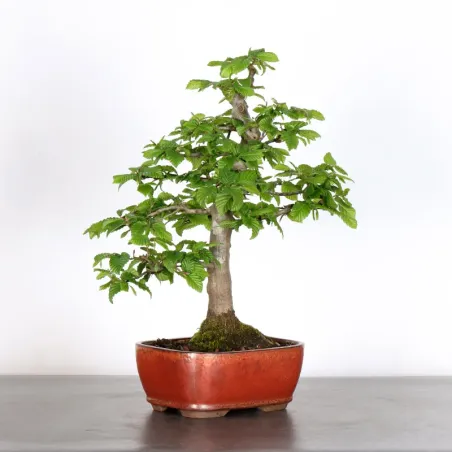 image supplémentaire - CHARME "Carpinus" 2-25