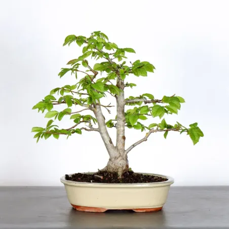 CHARME "Carpinus" 3-12