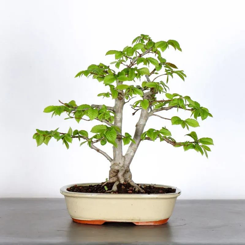 image supplémentaire - CHARME "Carpinus" 3-12