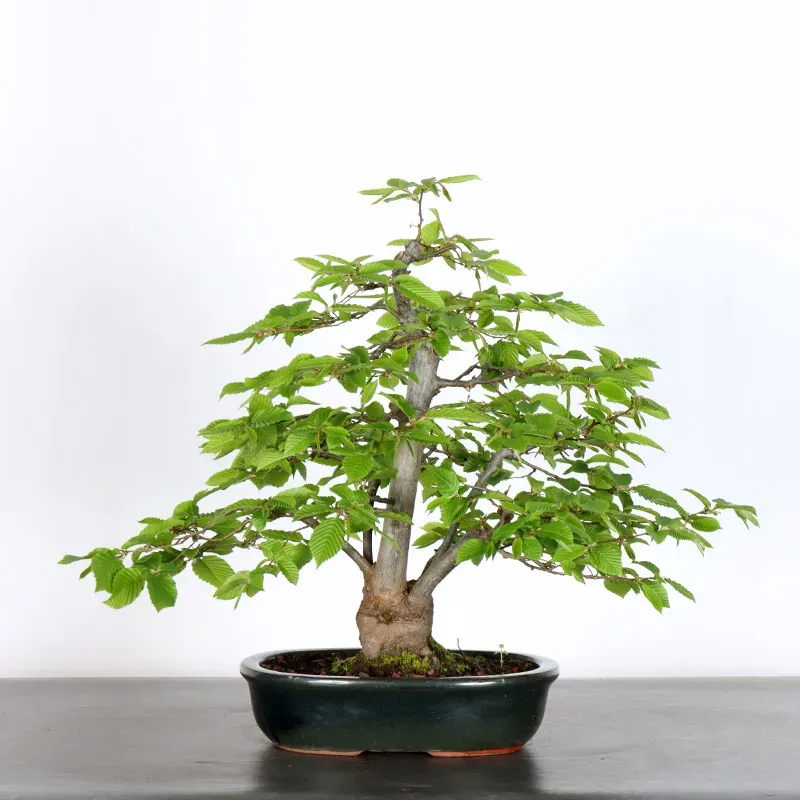 CHARME "Carpinus" 3-18