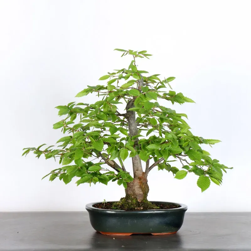 image supplémentaire - CHARME "Carpinus" 3-18