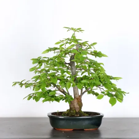 image supplémentaire - CHARME "Carpinus" 3-18