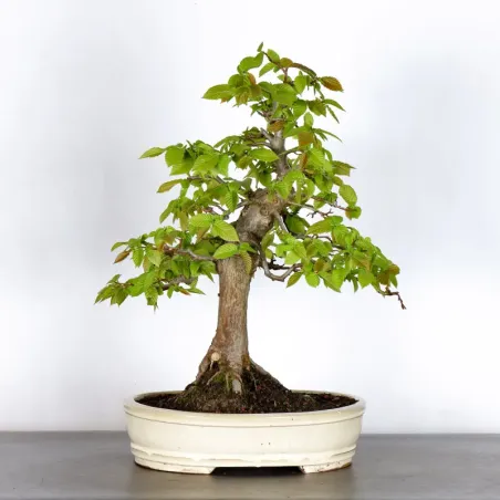 image supplémentaire - HORNBEAM "CARPINUS" 2-13