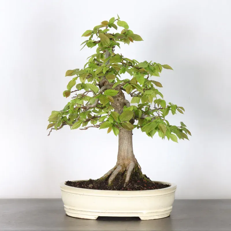 HORNBEAM "CARPINUS" 2-13
