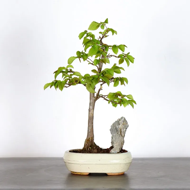 CHARME "Carpinus" 1-12