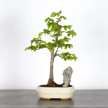 CHARME "Carpinus" 1-12