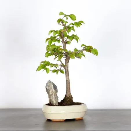 image supplémentaire - CHARME "Carpinus" 1-12