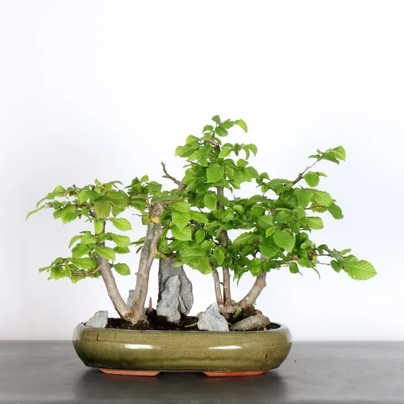 CHARME "Carpinus" 2-11