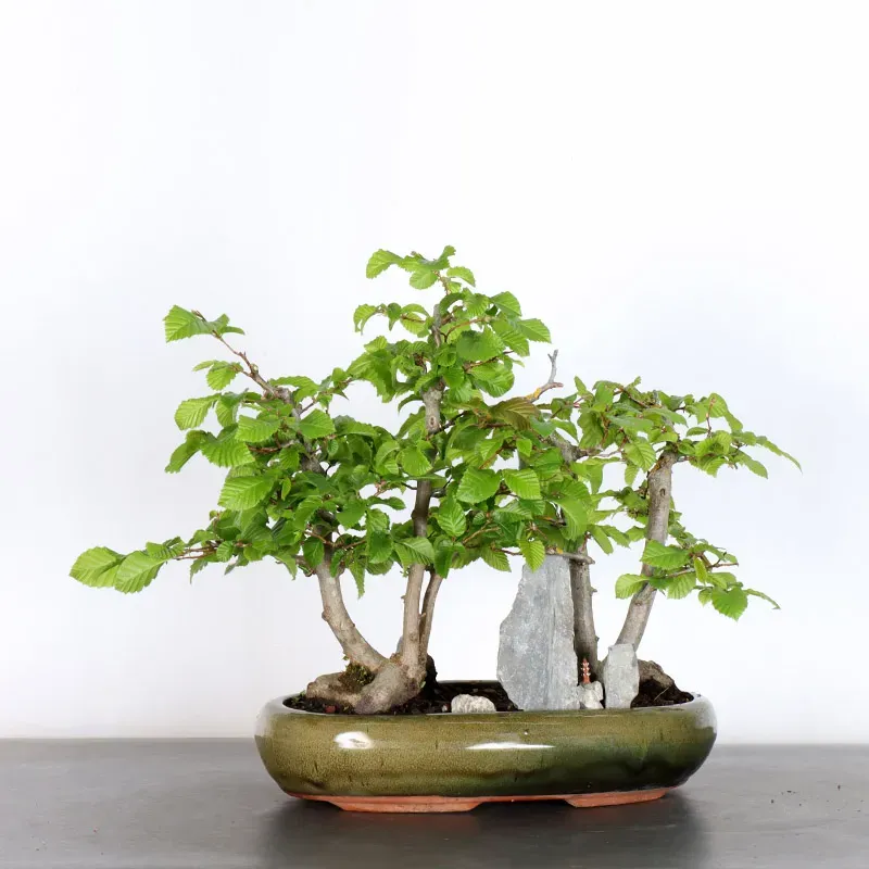 image supplémentaire - HORNBEAM "CARPINUS" 2-11