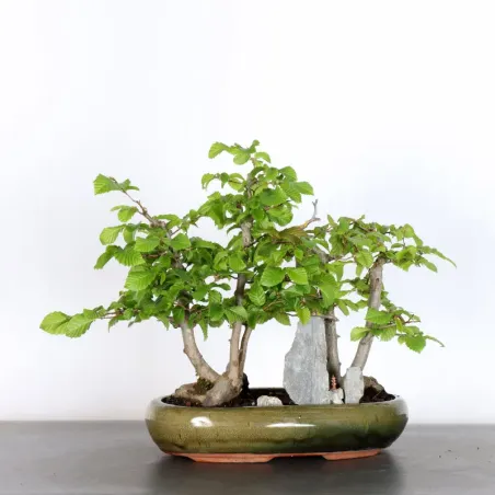 image supplémentaire - CHARME "Carpinus" 2-11