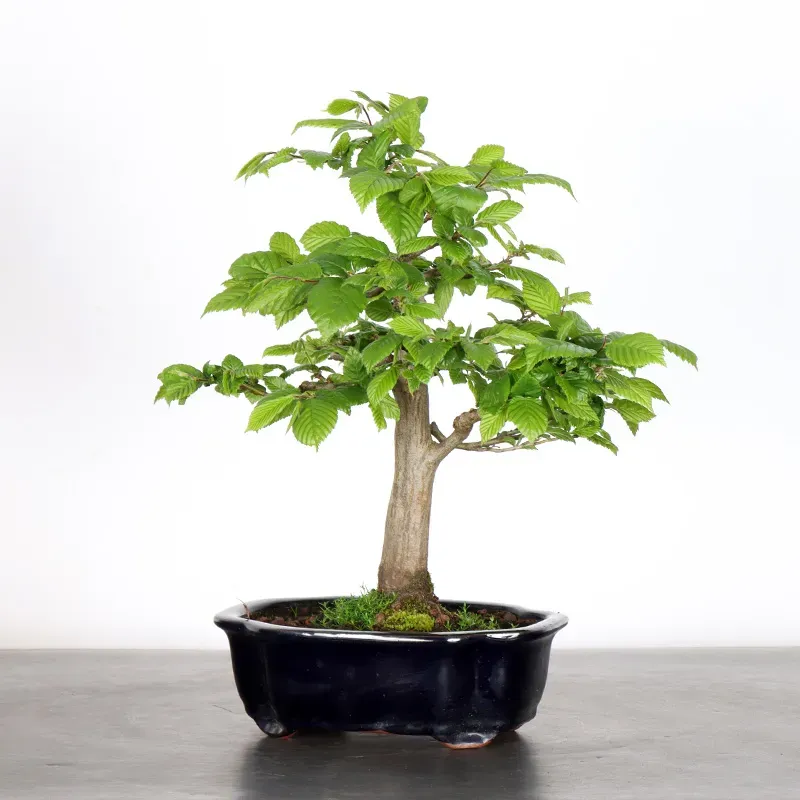 Bonsai Charmes CH-1-7