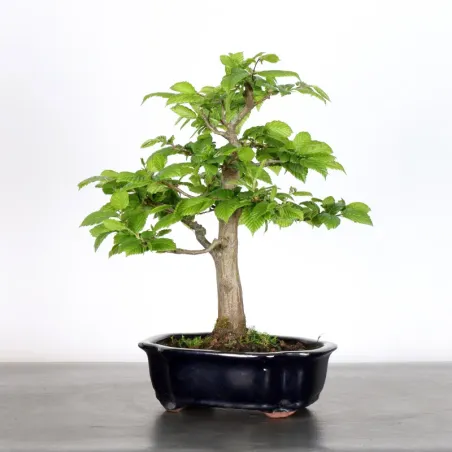 image supplémentaire - CHARME "Carpinus" 1-7