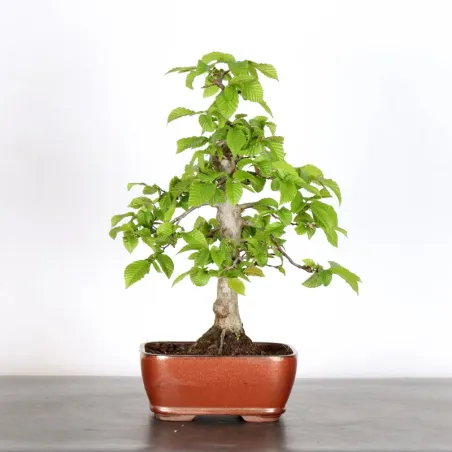 HORNBEAM "CARPINUS" 1-16