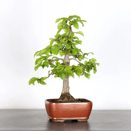 image supplémentaire - HORNBEAM "CARPINUS" 1-16