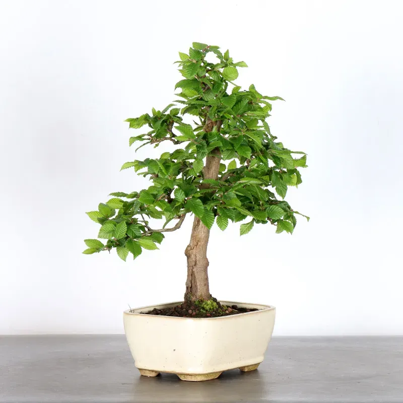 image supplémentaire - HORNBEAM "CARPINUS" 1-17