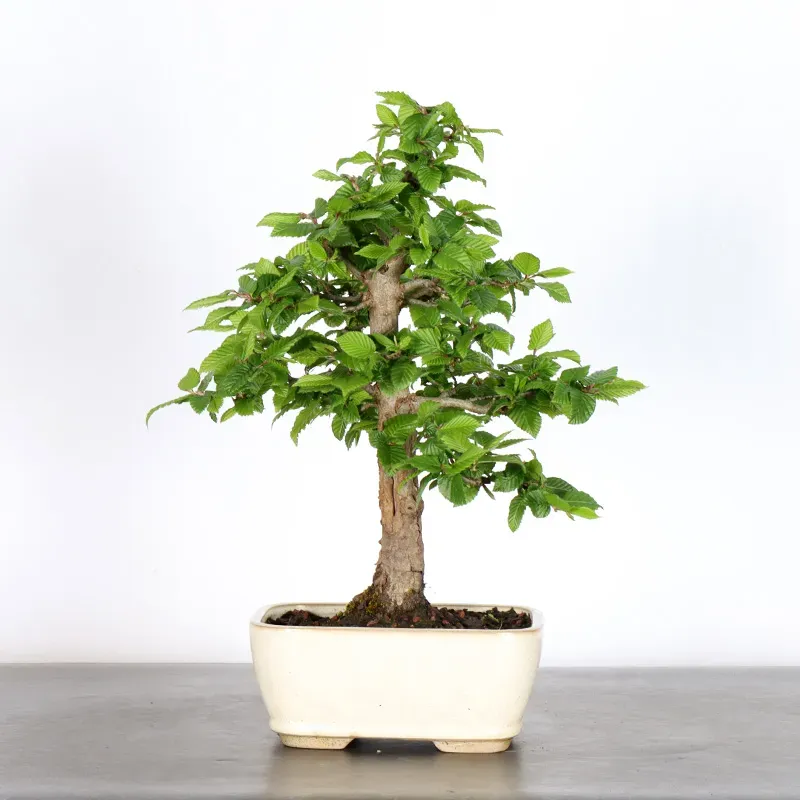 CHARME "Carpinus" 1-17