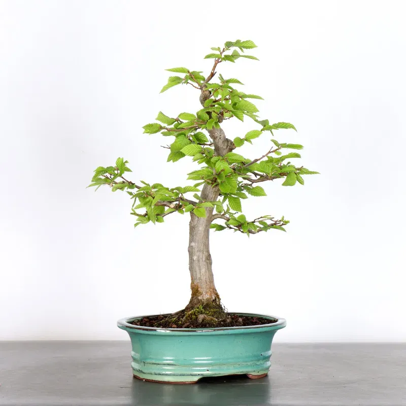 image supplémentaire - HORNBEAM "CARPINUS" 2-4