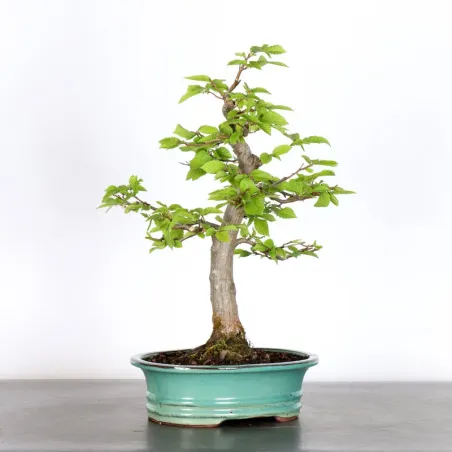 image supplémentaire - CHARME "Carpinus" 2-4