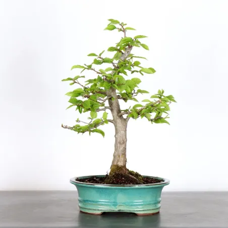 Bonsai Charms CH-2-4