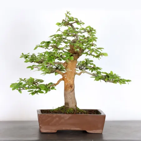 CHARME "Carpinus" 2-16