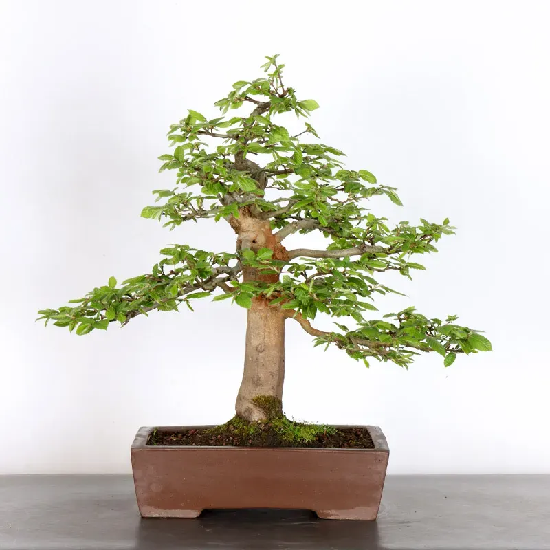 image supplémentaire - CHARME "Carpinus" 2-16