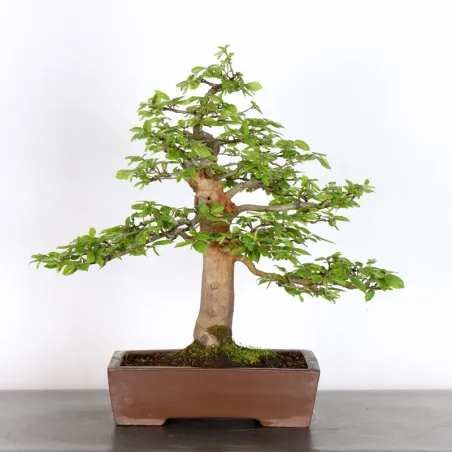 image supplémentaire - HORNBEAM "CARPINUS" 2-16